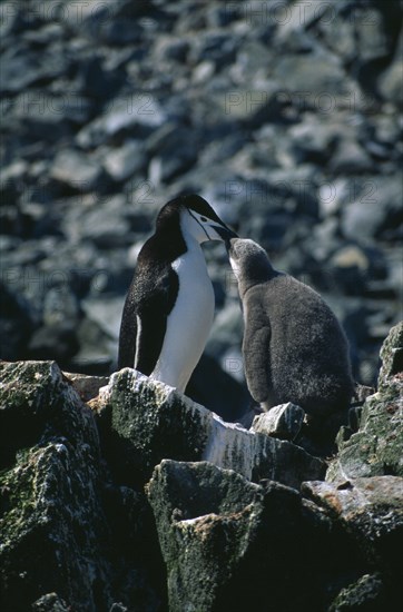 ANTARCTICA, South Shetland Islands, Half Moon Islands. An adult chinstrap penguin feeding its chick on the rocks.