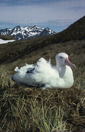 ANTARCTICA, South Georgia, Albatross Island, An albatross sat on the grass with snow peaked hills in the distance.