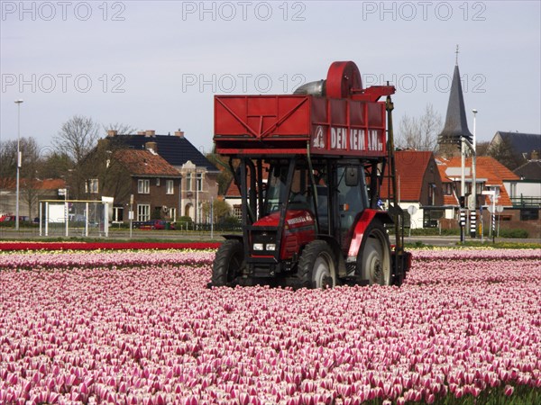 HOLLAND, North Holland, Egmond aan de Hoef, Machine removing Tulip heads