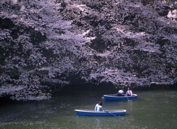 JAPAN, Honshu, Tokyo, Chidorigafuchi Park. Imperial Palace. Boating lake with people on blue boats surrounded by overhanging pink Cherry Blossom trees.