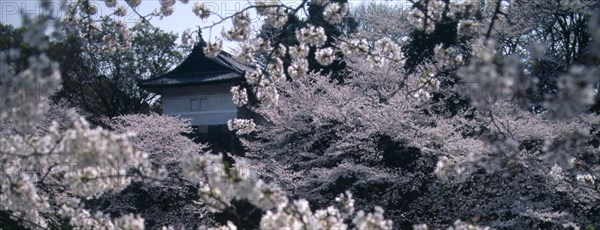 JAPAN, Honshu, Tokyo, Chidorigafuchi Park. Panoramic view of cherry blossom at Tayasu-mon gate on the north side of the Imperial Palace.