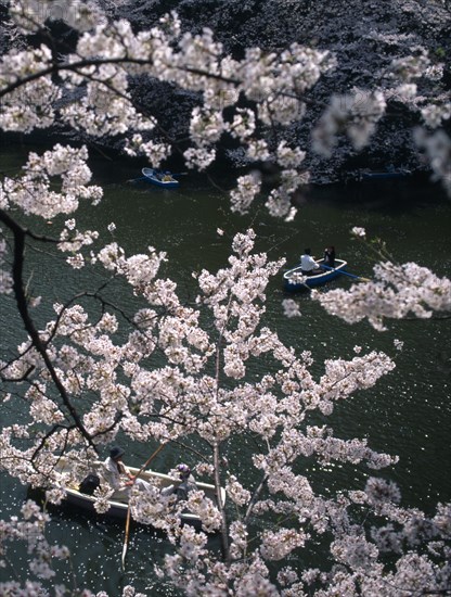 JAPAN, Honshu, Tokyo, Chidorigafuchi Park. Boaters on lake beneath cherry blossom at Tayasu-mon gate on the north side of the Imperial Palace.