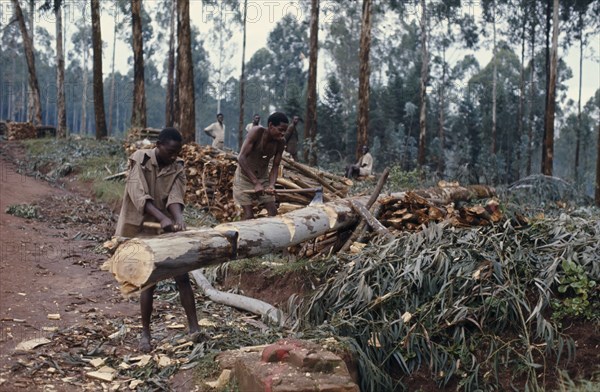 RWANDA, Environment, Deforestation, Felling trees.