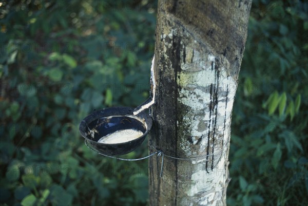 IVORY COAST, Industry, Rubber tree