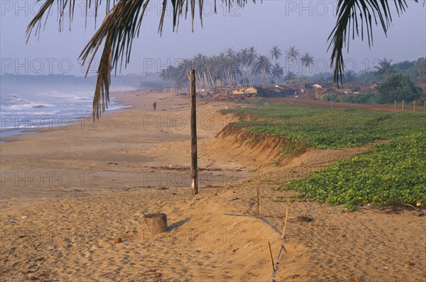 IVORY COAST, San Pedro, View along sandy beach with overhanging palm tree and green vegetation growing along side of beach
