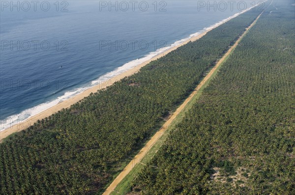 IVORY COAST, Abidjan, Aerial view over palm plantations and shoreline