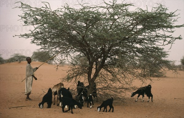 SUDAN, Kordofan Province, Farming, Shaking leaves from Acacia tree for goats to eat.