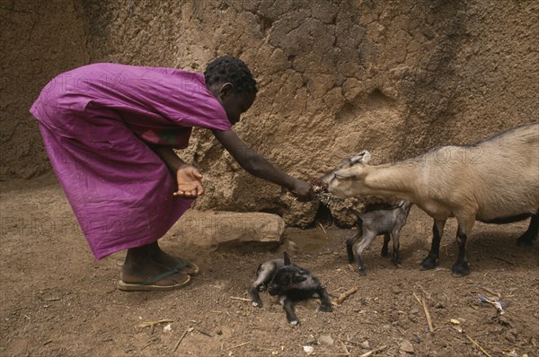 GHANA, North, Chereponi, Young girl feeding goat with young kids.
