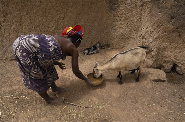 GHANA, North, Chereponi, Woman feeding goat with young kids.