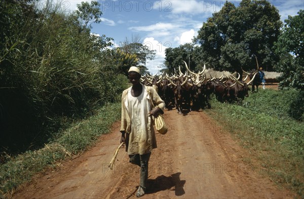 CENTRAL AFRICAN REPUBLIC, Agriculture, Cattle, Man walking along path with herd of cattle following behind him