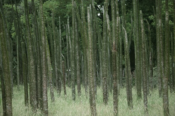 MADAGASCAR, Berenty, The Spiny Forest dry adapted vegetation.