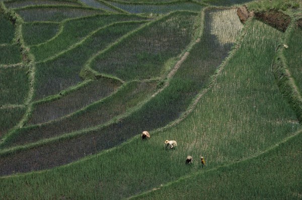 MADAGASCAR, Farming, Women working in terraced rice fields.