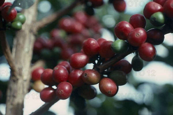 KENYA, Agriculture, Growing coffee.