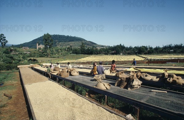KENYA, Agriculture, Harvested coffee beans laid out to dry in the sun on raised platforms on Kikuyu owned farm with workers in-between .