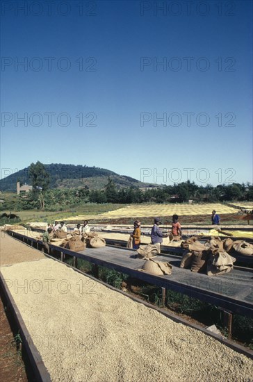 KENYA, Agriculture, Harvested coffee beans laid out to dry in the sun on raised platforms on Kikuyu owned farm with workers in-between .