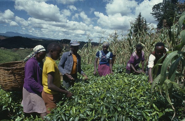 KENYA, Agriculture, Family picking tea on hillside plantation beside maize crop.