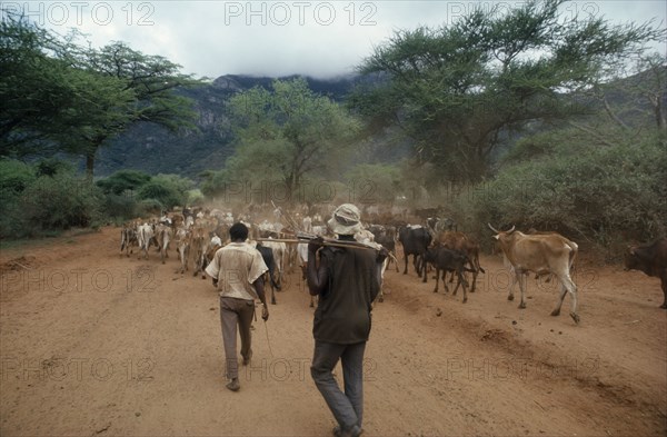 KENYA, Baro, Herdsmen with cattle on dusty unmade road.