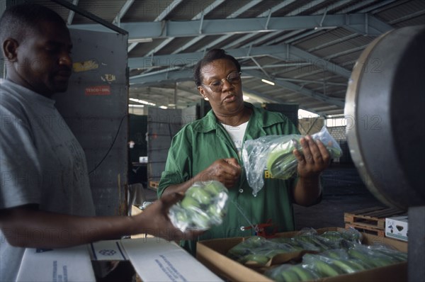 DOMINICA, Roseau, A WIBDECO buyer checks the quality of bananas destined for shipment to the United Kingdom.