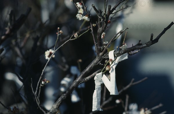 JAPAN, Shrine, Omikuju fortunes written on paper strips at Shinto shrine.  If the prediction is bad it is tied to a pine tree in the temple grounds so the bad luck will remain with the tree.