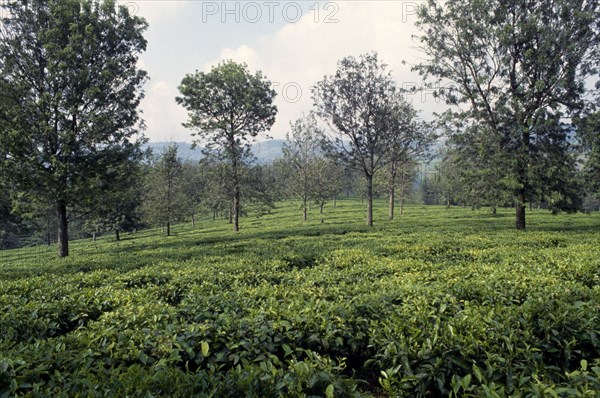 CONGO, Kivu Province, Tea garden near Bukavu