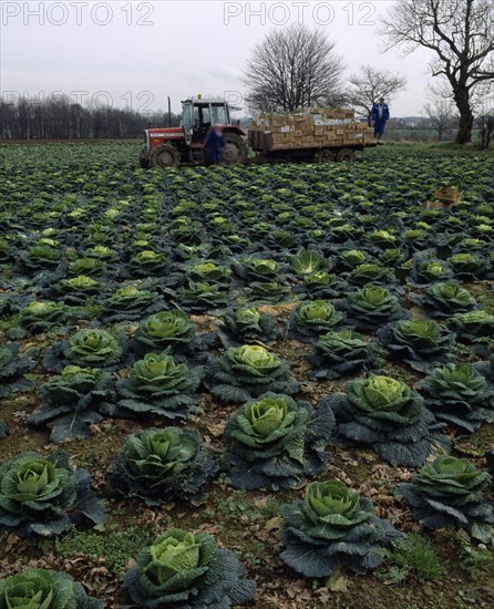AGRICULTURE, Havesting, Row of Cabbages in field with farm workers using a tractor to load produce into boxes