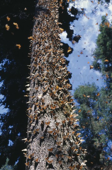 MEXICO, Michoacan, "A mass of Monarch Butterflies flying around, and on, a tall tree in El Rosario Sanctuary. Large migratory American butterfly having deep orange wings with black and white markings; the larvae feed on milkweed."