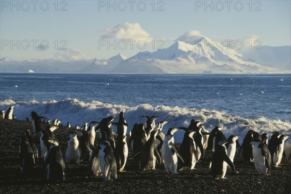 ANTARCTIC, Peninsula, Baileys Head. Deception Island. Chinstrap Penquins moving to sea after the moult