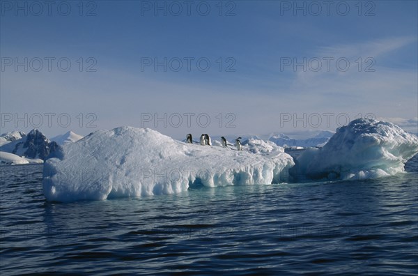 ANTARCTIC, Peninsula, Adelie Penquins on a iceberg