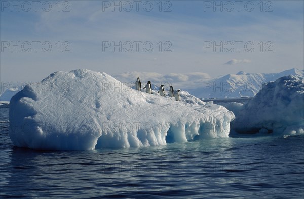 ANTARCTIC, Peninsula, Adelie Penquins on a iceberg