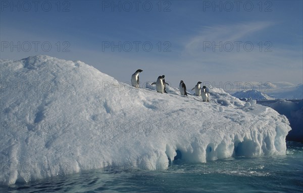 ANTARCTIC, Peninsula, Adelie Penquins on a iceberg