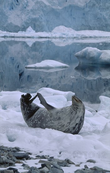 ANTARCTIC, Peninsula, Stonington Island. East Base. Weddell Seal