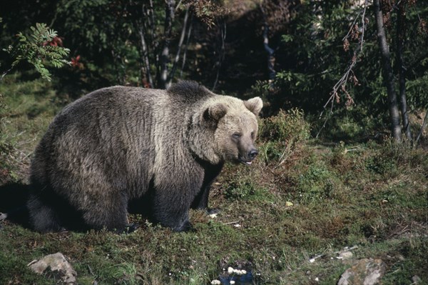 SWEDEN, Orsa, Gronklitt Bear Park. Brown Bear