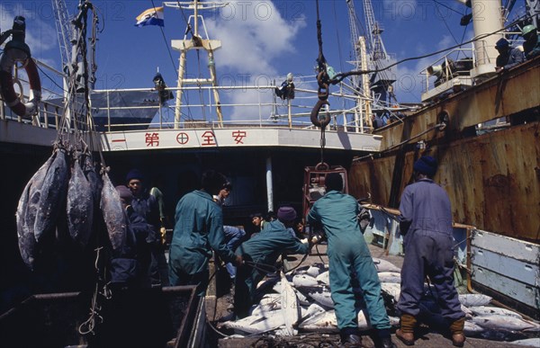 SOUTH AFRICA, Western Cape, Cape Town, Transferring shipment of frozen tuna fish for overseas market.