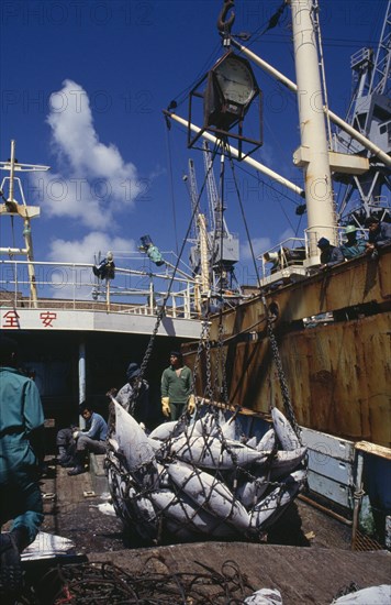 SOUTH AFRICA, Western Cape, Cape Town, Transferring shipment of frozen tuna fish for overseas market.