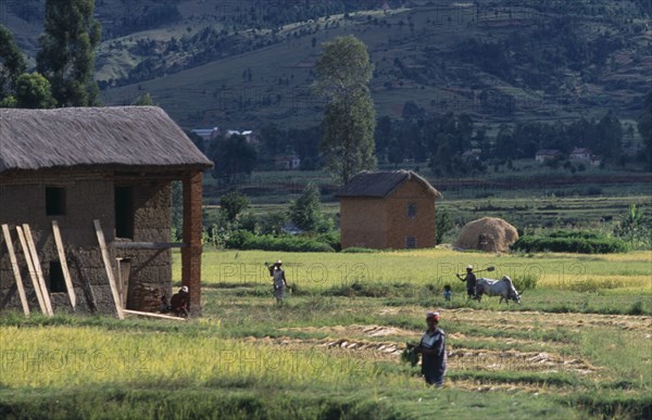 MADAGASCAR, Agriculture, Road to Ambositra. Thatched buildings and local farmers working amongst crops with trees and hillside in the distance