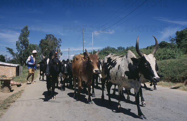 MADAGASCAR, Agriculture, Road to Ambalavao. Herdsman driving Zebu cattle along road