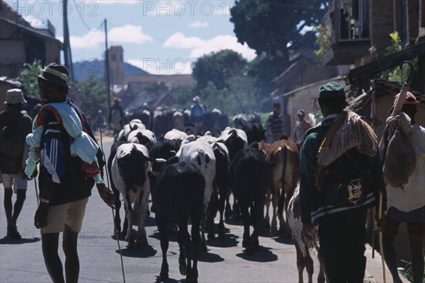 MADAGASCAR, Agriculture, Road to Ambalavao. Herdsman driving Zebu cattle along road through small town