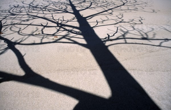 MADAGASCAR, Fort Dauphin, Lokaro, The leafless branches of a tree casting skeletal shadows on the sand of a beach