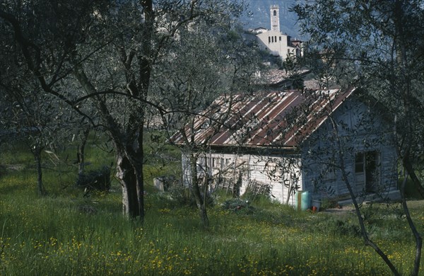 ITALY, Veneto, Bogliaco, Smallholding in village on the west bank of Lake Garda in Spring with olive trees in foreground.