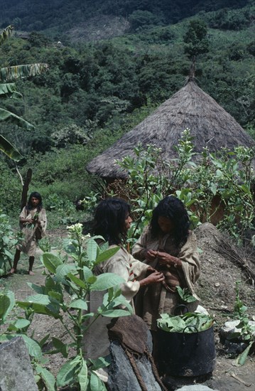 COLOMBIA, Sierra Nevada de Santa Marta, Chendukua, Old traditional centre of Chendukua Kogi Tribe. Picking Tobacco Leaves. Bananas and plantains grown close to village yucca/manioc and maize on cleared hillside behind.