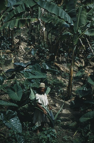 COLOMBIA, Sierra Nevada de Santa Marta, Ika Tribe, "Don Carlos a respected Ika or Bintukua elder on his “finca” farm in lowland valley of La Caja where sub-tropical heat ensures crops of coffee, bananas, plantains and “aracacha” the root crop he stands amongst."