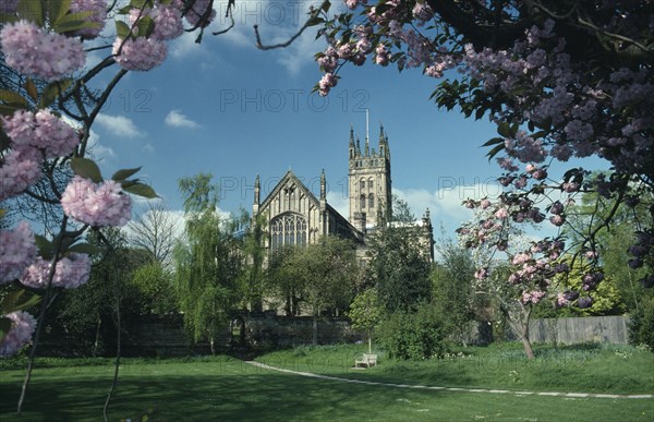 ENGLAND, Warwickshire, Warwick , St Marys Church seen from college garden framed by cherry blossom tree branches