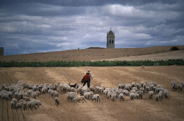 SPAIN, Agriculture, Shepherds with flock on stubble field with church bell tower in distance behind.
