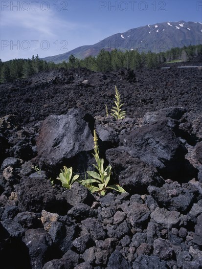 ITALY, Sicily, Mount Etna, "The medicinal plant, Greater Mullien, growing through the lava flow from the volcano.  "