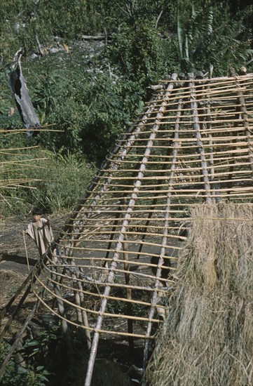 COLOMBIA, Sierra de Perija, Yuko - Motilon, Gable end of a dwelling being thatched with long grass. Young boy onlooker in typical woven cotton toga. Maize being grown behind.