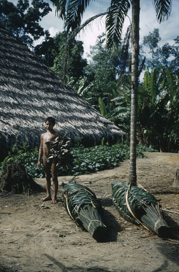 COLOMBIA, Vaupes Region, Tukano Tribe, Man carrying dried “yarumo” leaves for coca process. Bundles of fresh palm leaves in foreground for re-thatching “maloca” / longhouse roof.