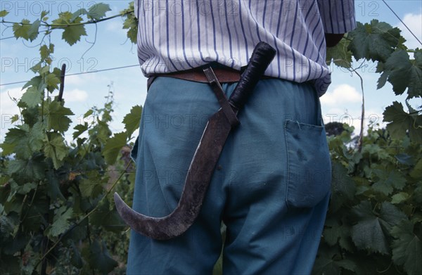 SPAIN, Galicia, Agriculture, Cropped view of man working in vineyard.