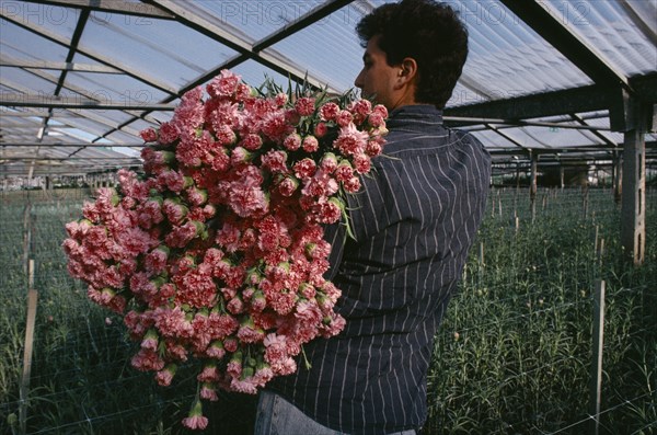 ITALY, Campania, Ercolano, Man picking pink carnations growing under glass.