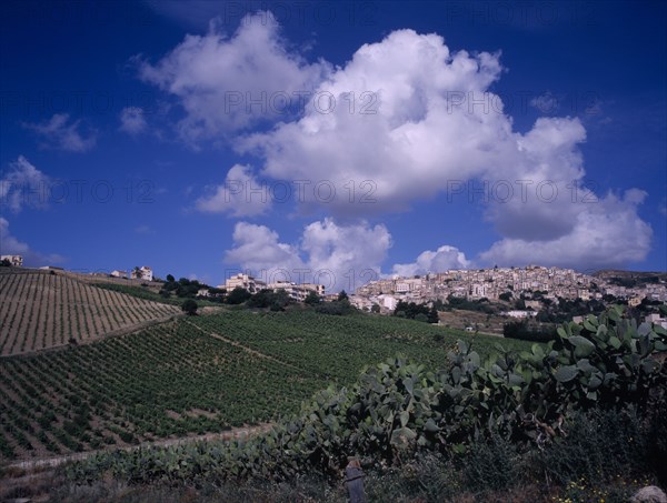 ITALY, Sicily, Trapani, Hill top village of Salemi. Young vines and prickly pear cactus in the foreground.