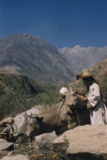 COLOMBIA, Sierra Nevada de Santa Marta, Kogi Tribe, Boy transports equipment into Sierra Nevada by ox. He takes lime from a small gourd “poporo” to add to the wad of coca leaves in his cheek (lime acts as the catalyst to release a very small amount of cocaine alkaloid from coca leaves)